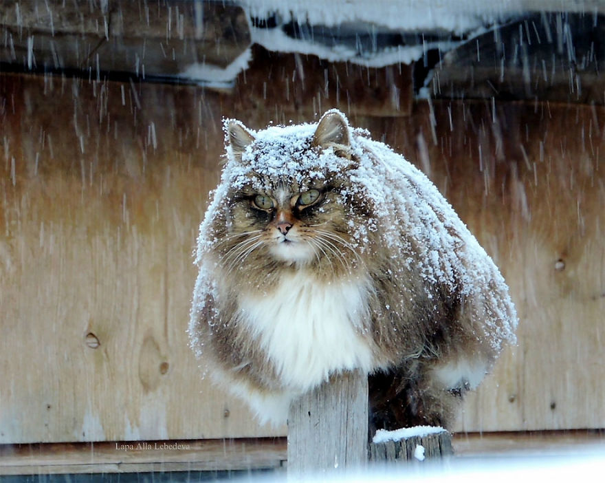 meo-siberian-pet247-1