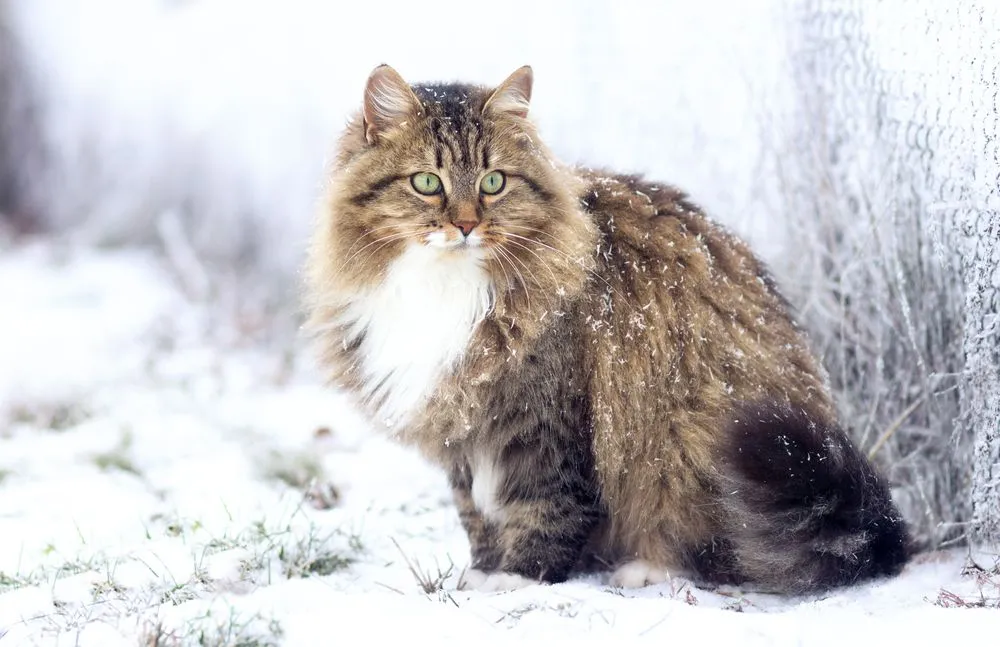 meo-siberian-pet247-3