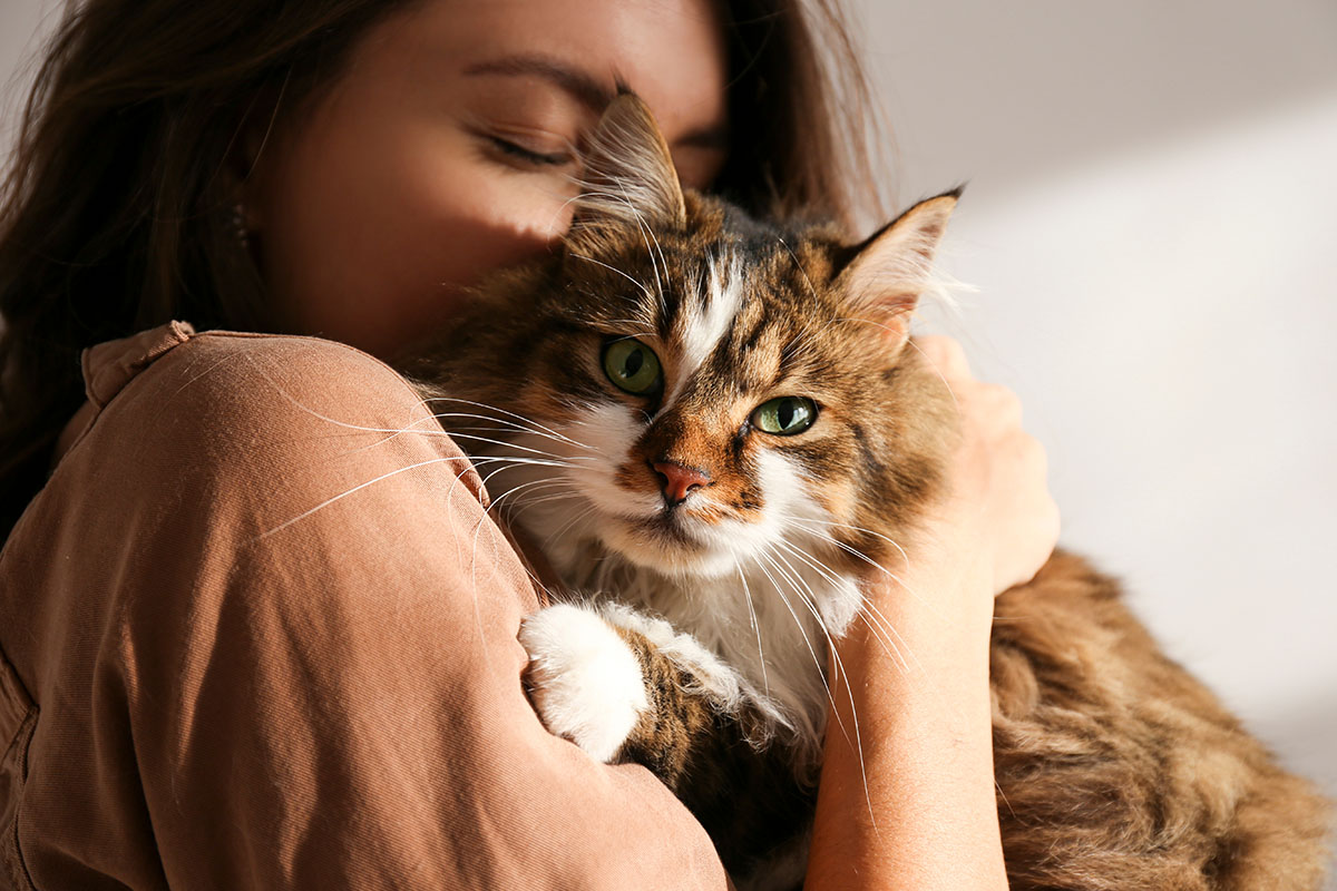 meo-siberian-pet247-4