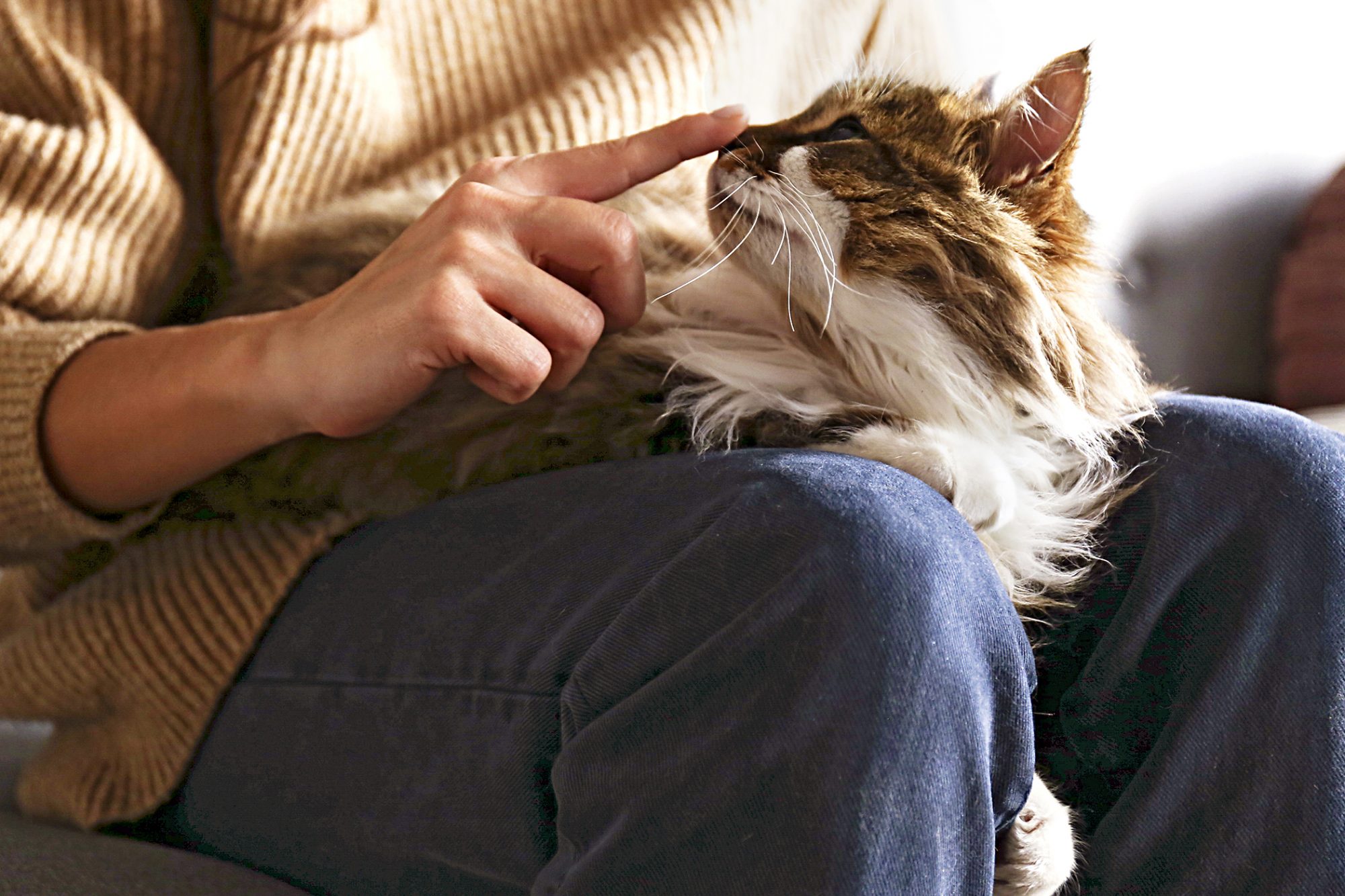 meo-siberian-pet247-5