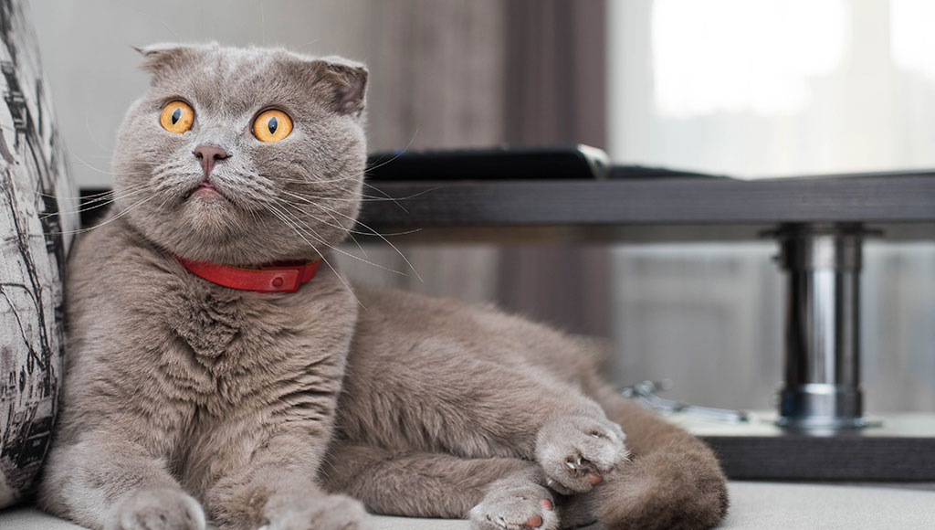 meo-tai-cup-e28093-scottish-fold