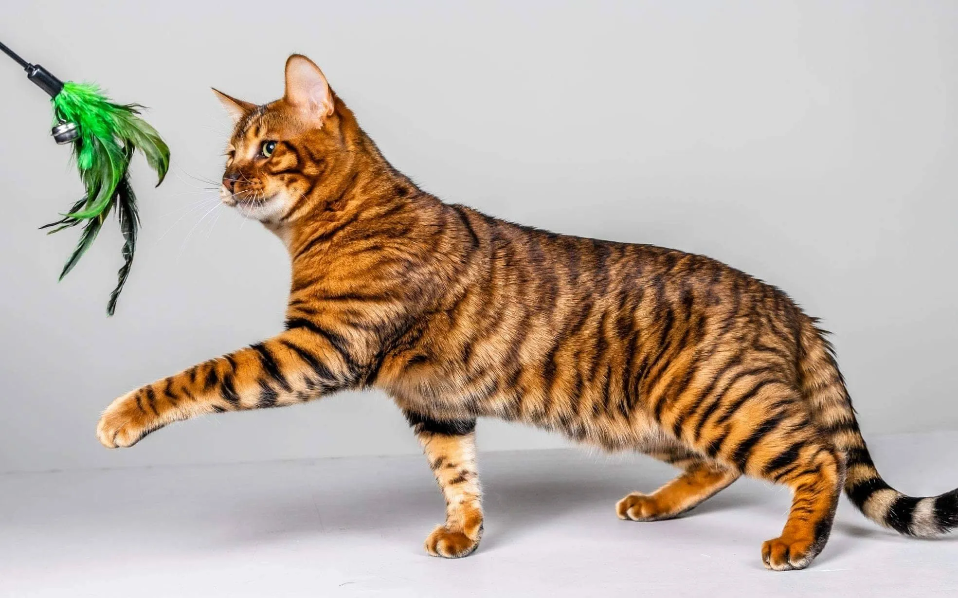 meo-toyger-pet247-1-1