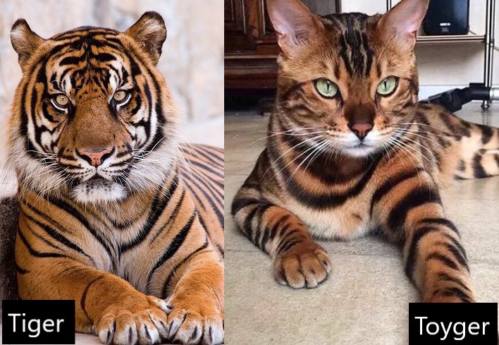 meo-toyger-pet247-1
