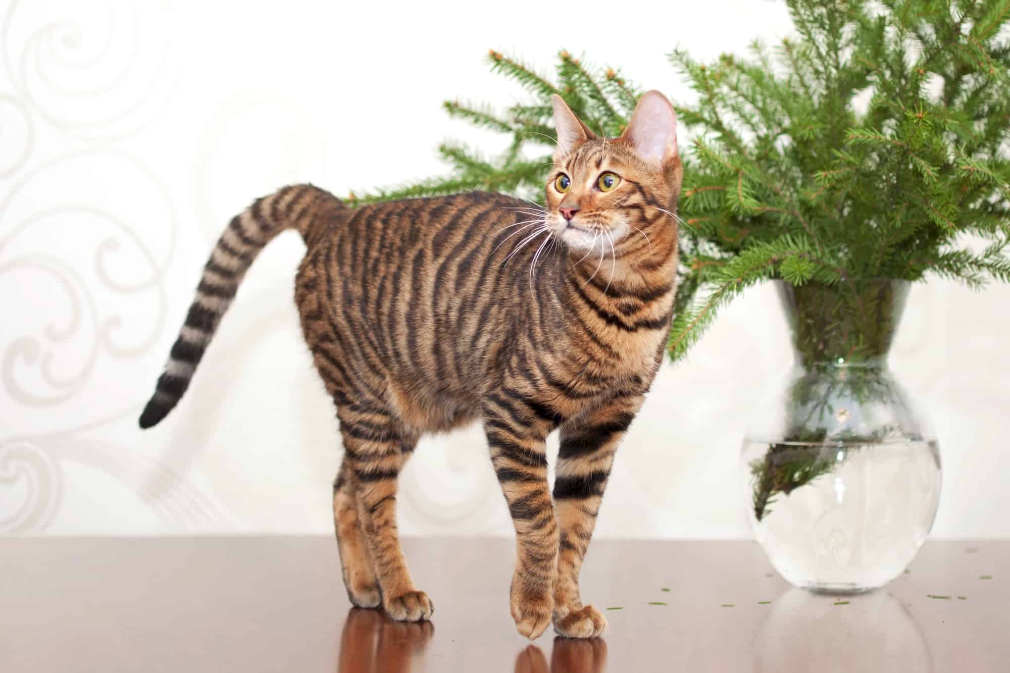 meo-toyger-pet247-2