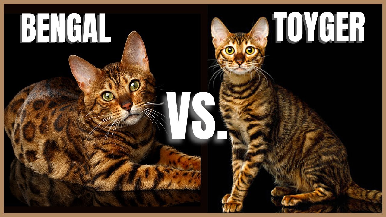 meo-toyger-pet247-4