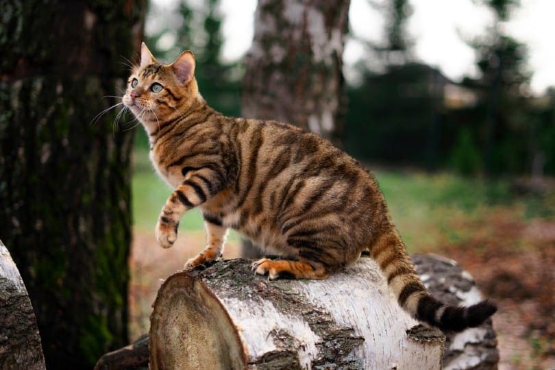 meo-toyger-pet247-5