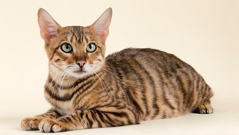 meo-toyger