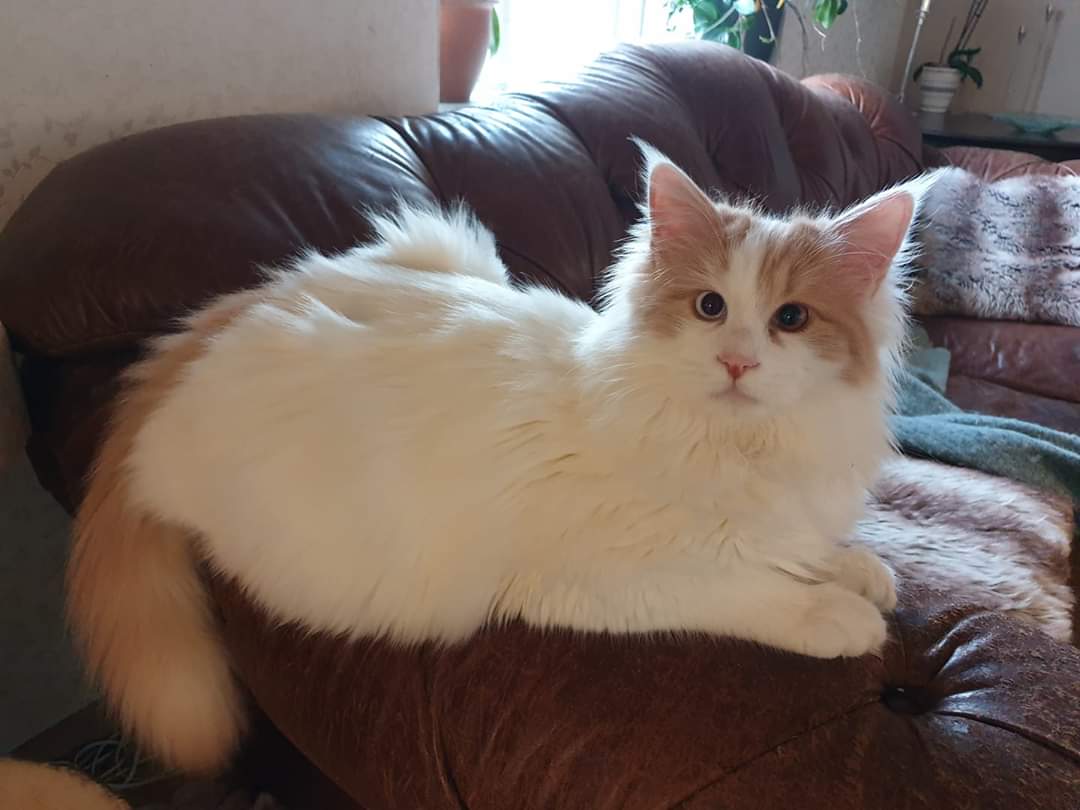 meo-turkish-van-tho-nhi-ky-1
