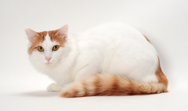 meo-turkish-van-tho-nhi-ky-2