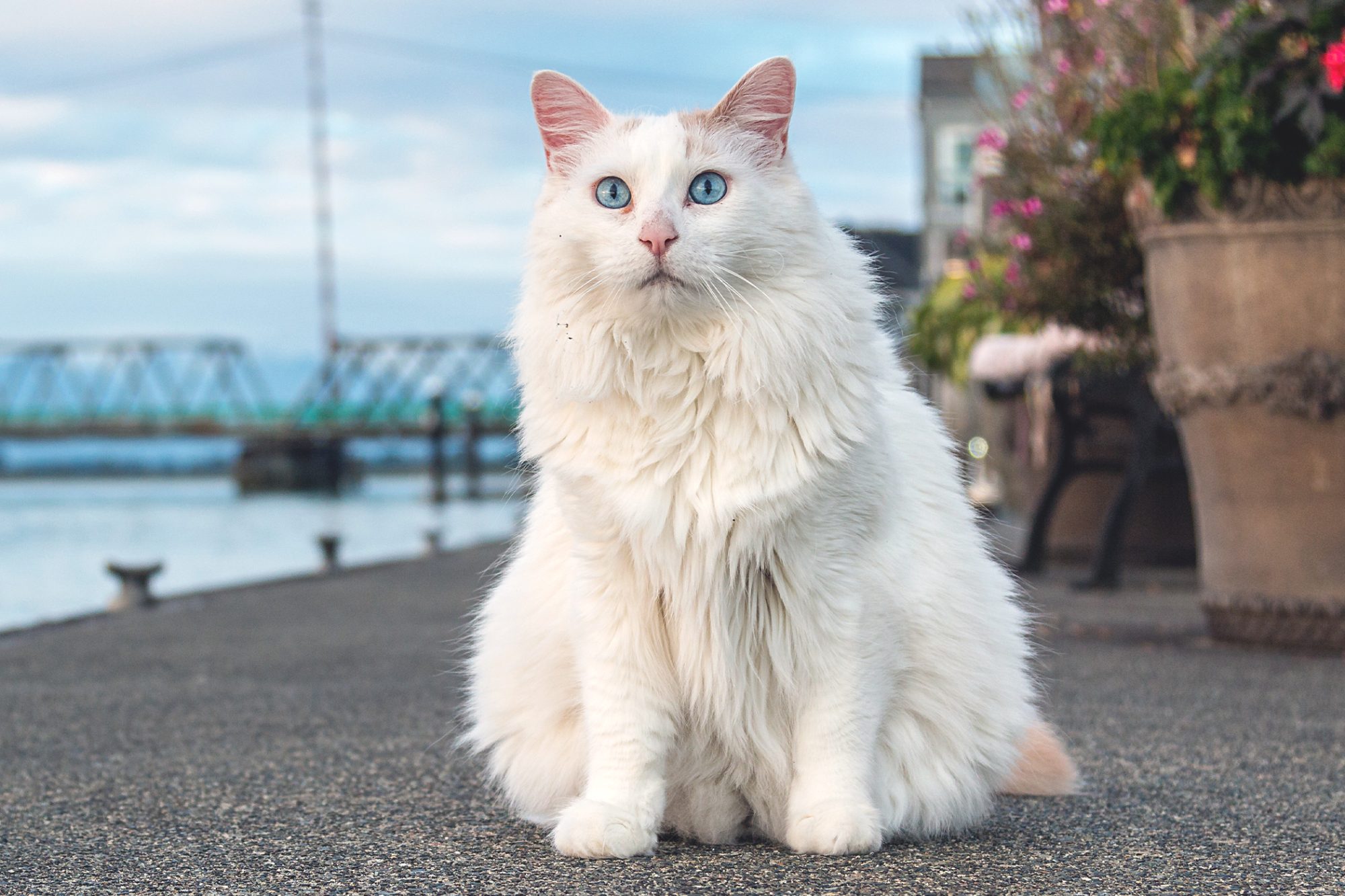 meo-turkish-van-tho-nhi-ky-3