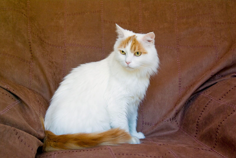 meo-turkish-van-tho-nhi-ky-4-1