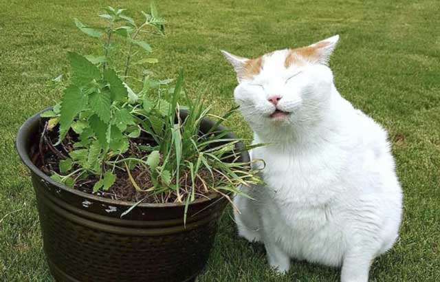 meo_an_catnip