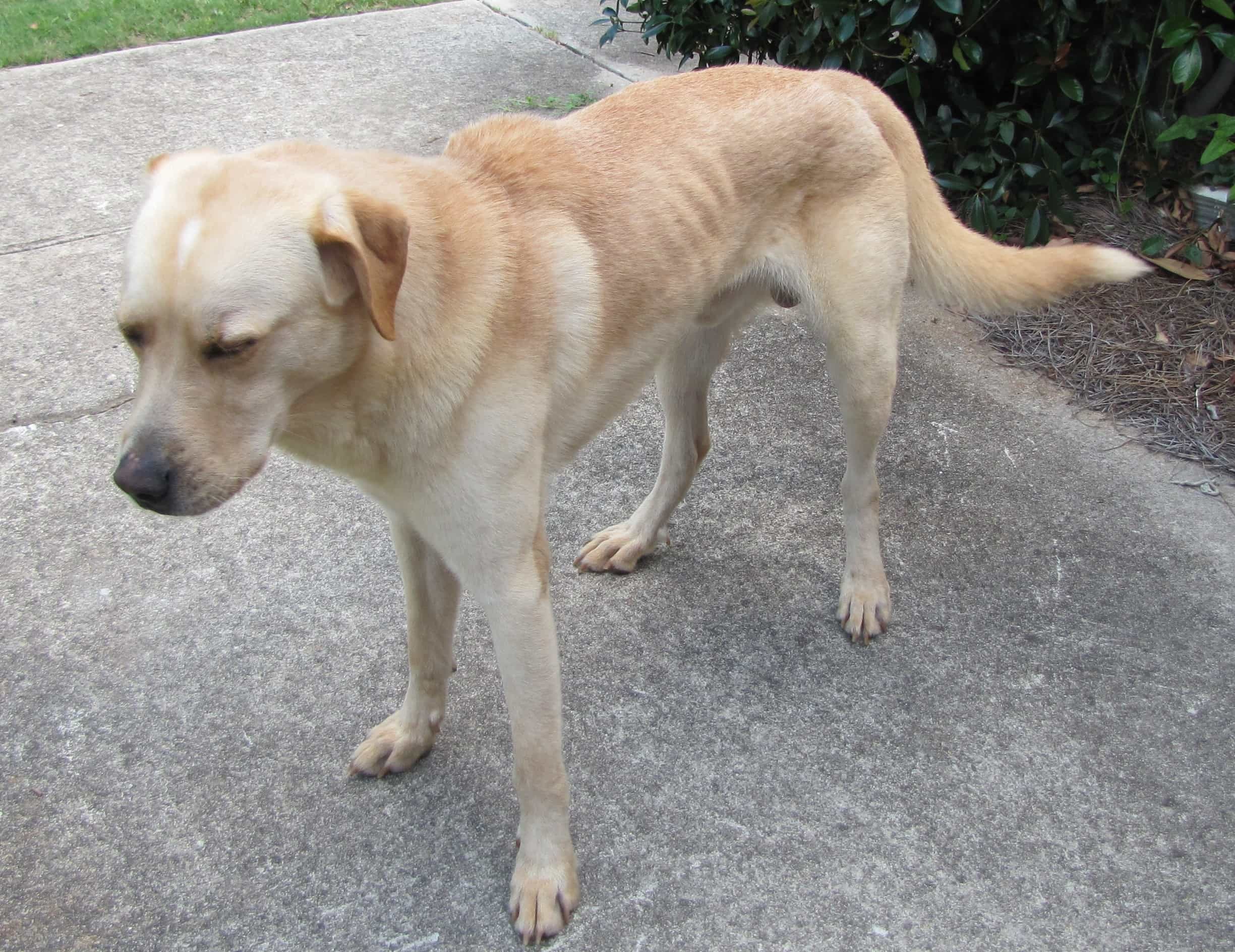 nguyen-nhan-cho-coi-coc-thieu-dinh-duong