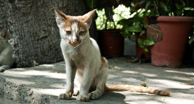 nguyen-nhan-meo-bi-giam-can