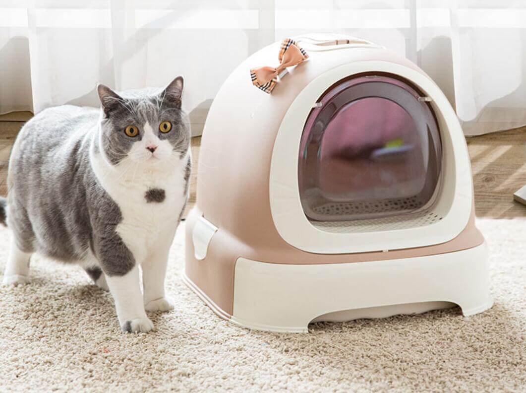 nha-ve-sinh-cho-meo-1