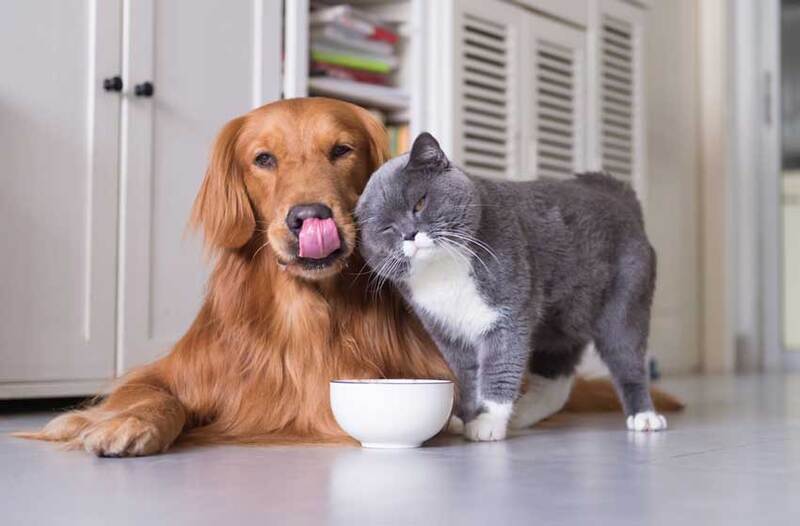 nuoc-bo-sung-khoang-chat-cho-cho-meo-2 khoáng chất cho chó mèo