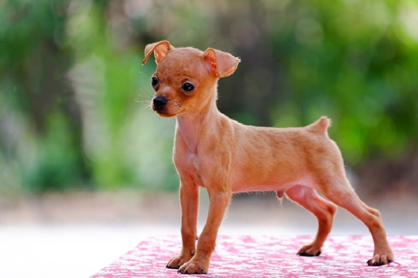 phai-lam-sao-khi-cho-cung-cua-ban-bi-coi-xuong-2