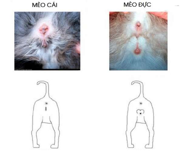 phan-biet-meo-duc-cai_1