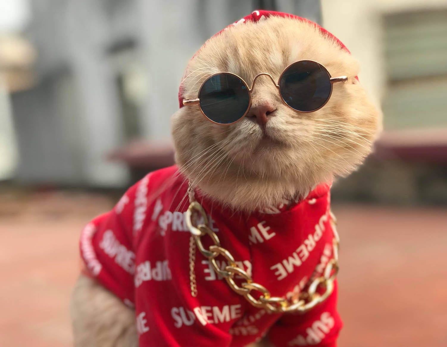 sua-tam-sos-cho-meo-meocunpetshop-0946865620-b-2