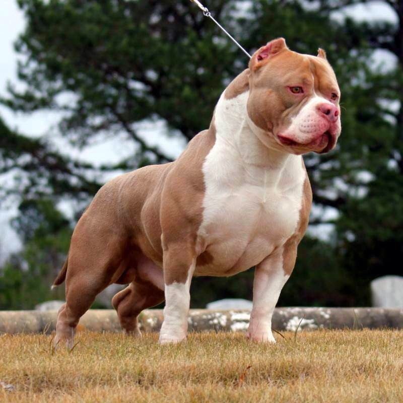 pitbull-1