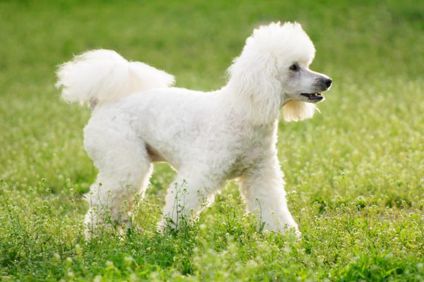 poodle-600x400-1
