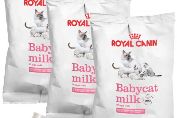 royal-babycat-600x400-1