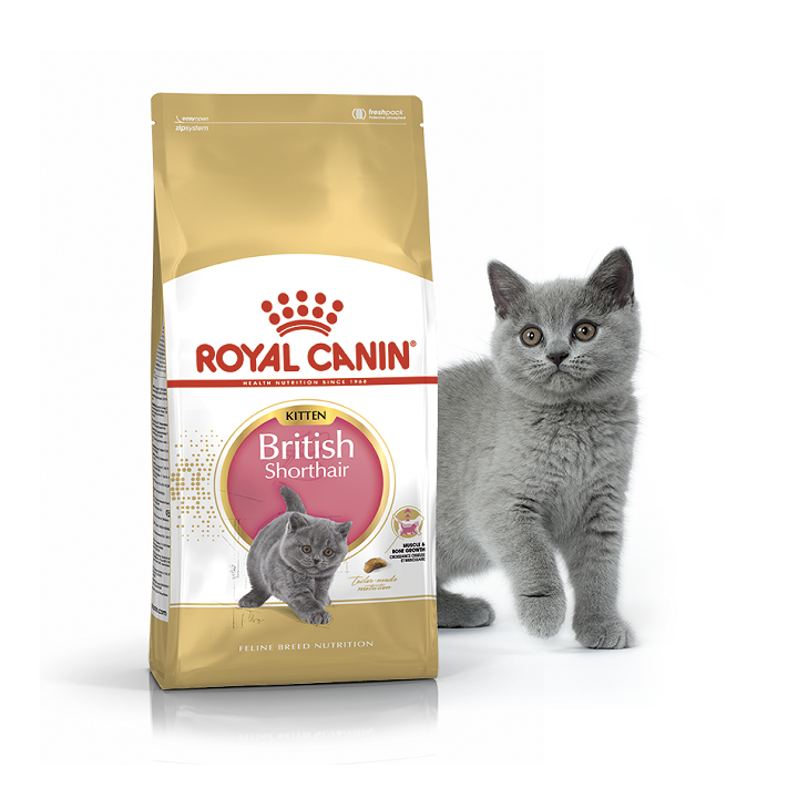 royal-canin-british-shorthair-kitten-1-1