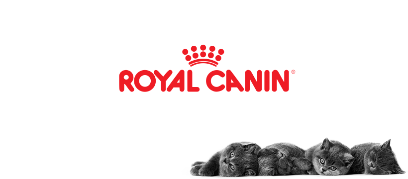 royal-canin-cho-mc3a8o-5