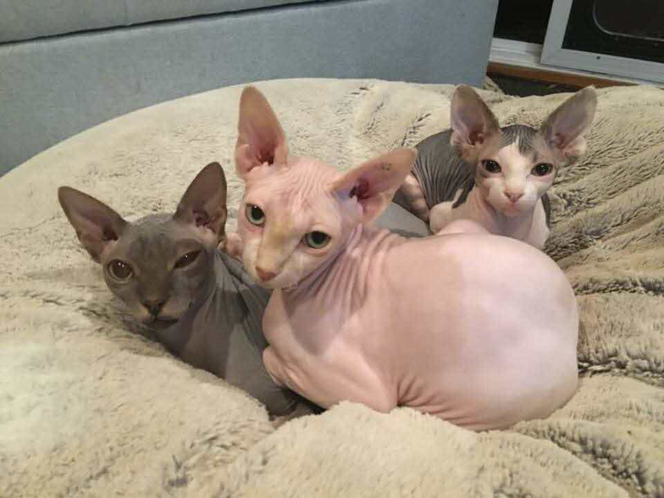 sphynx