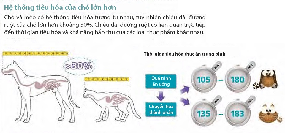 su-khac-nhau-giua-he-thong-tieu-hoa-cua-cho-va-meo
