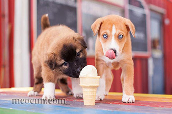 thuc-an-cho-cho-con-1-thang-tuoi-can-nhung-loai-nao-2a Thức ăn cho chó con 1 tháng tuổi cần những loại nào