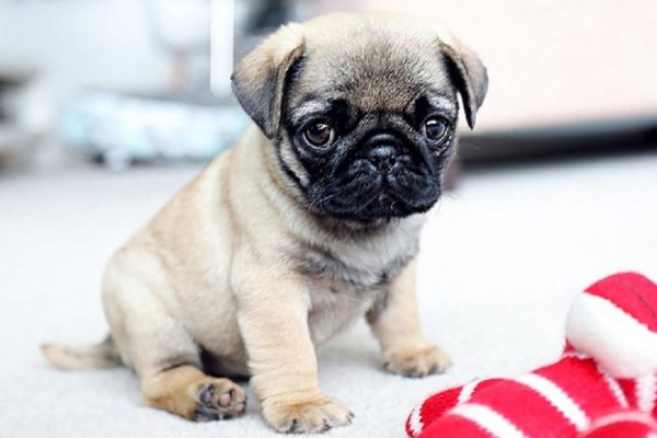 thuc-an-cho-cho-pug-1-600x400-1