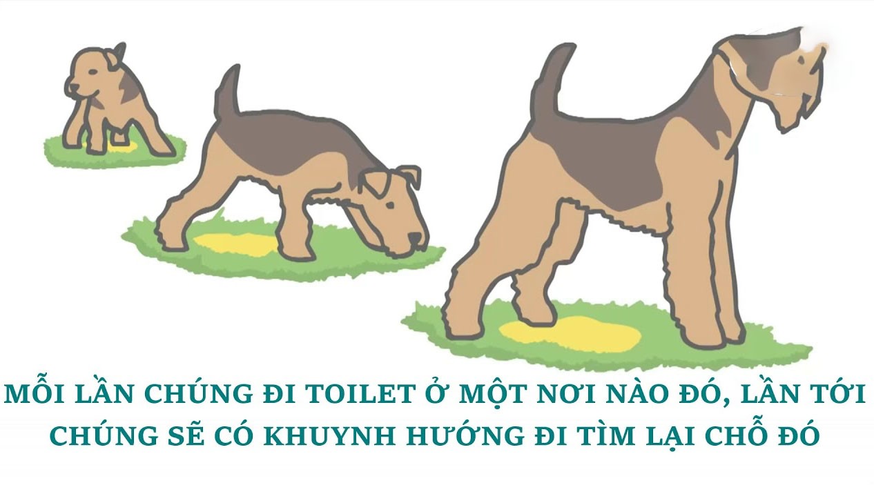 thuoc-xua-duoi-cho-meo-chong-phong-ue-bua-bai