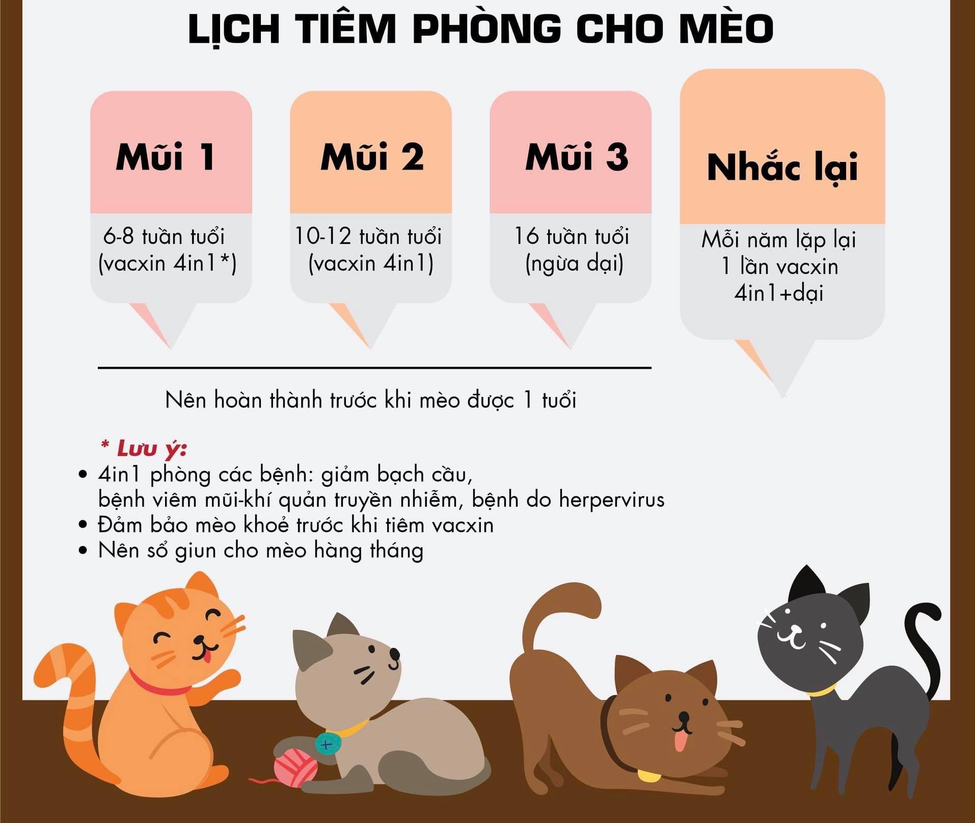 tiem-phong-cho-meo-3