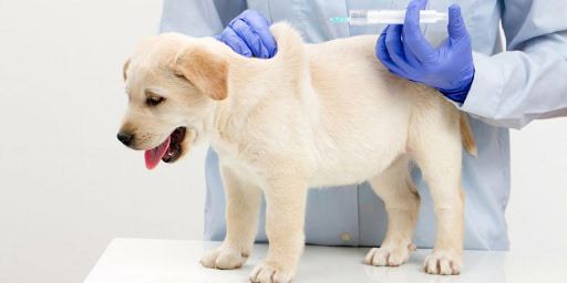 tiem-vac-xin-cho-cho-4