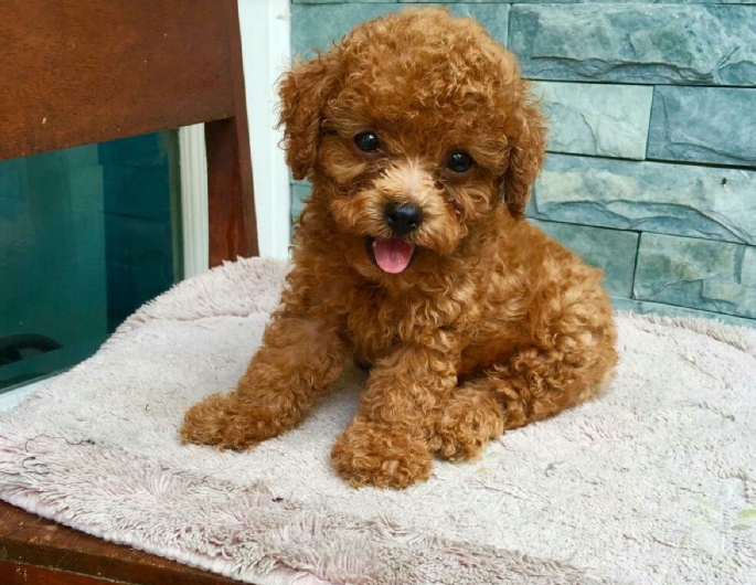 tiny-poodle-1