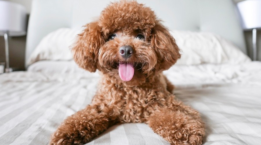 toy-poodle