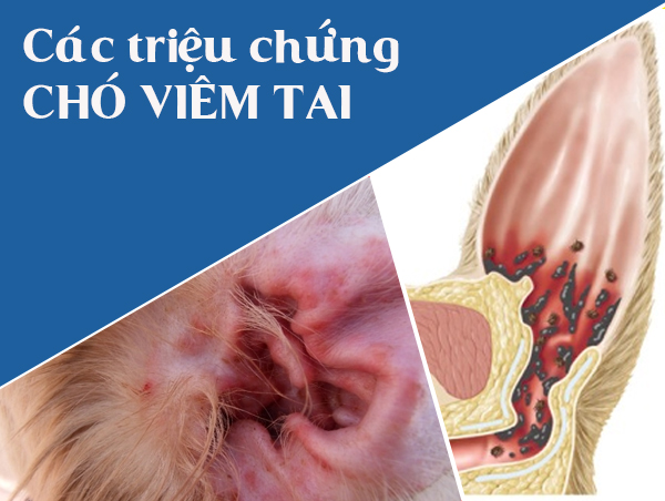 trieu-chung-cho-viem-tai-1