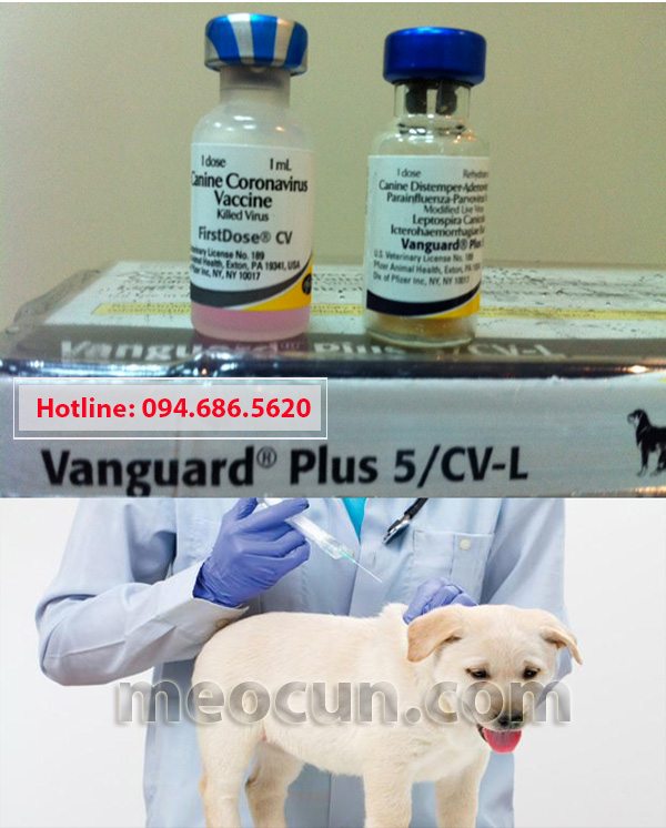 vacxin-phong-7-benh-cho-cho-meocun-petshop-a-3 Thuốc phòng bệnh cho chó - Vắc xin phòng bệnh ở chó