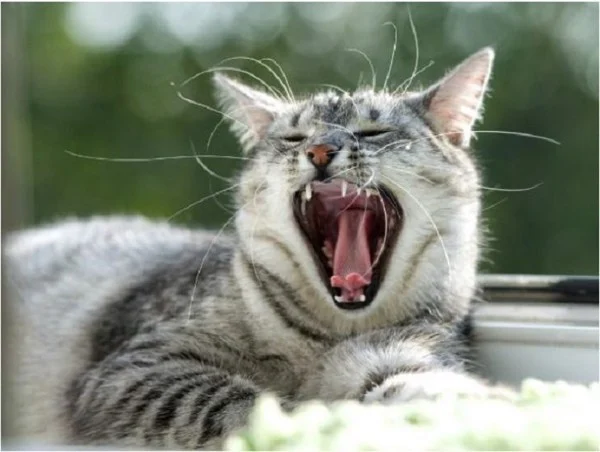 viem-nha-chu-o-meo-1