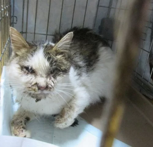 virus-leukemia-kucing-1