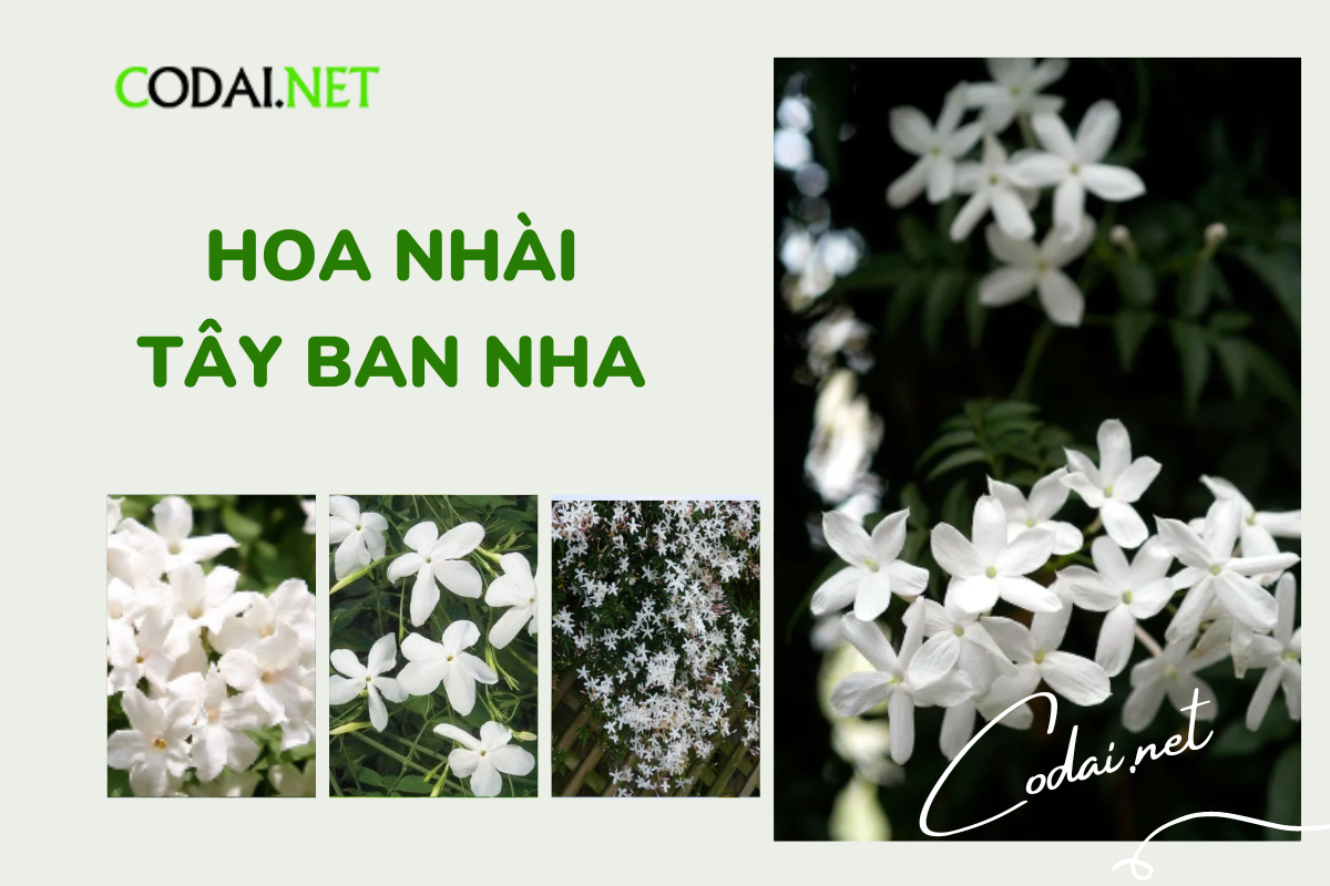 Một số hình ảnh về hoa Nhài Tây Ban - Spanish Jasmine
