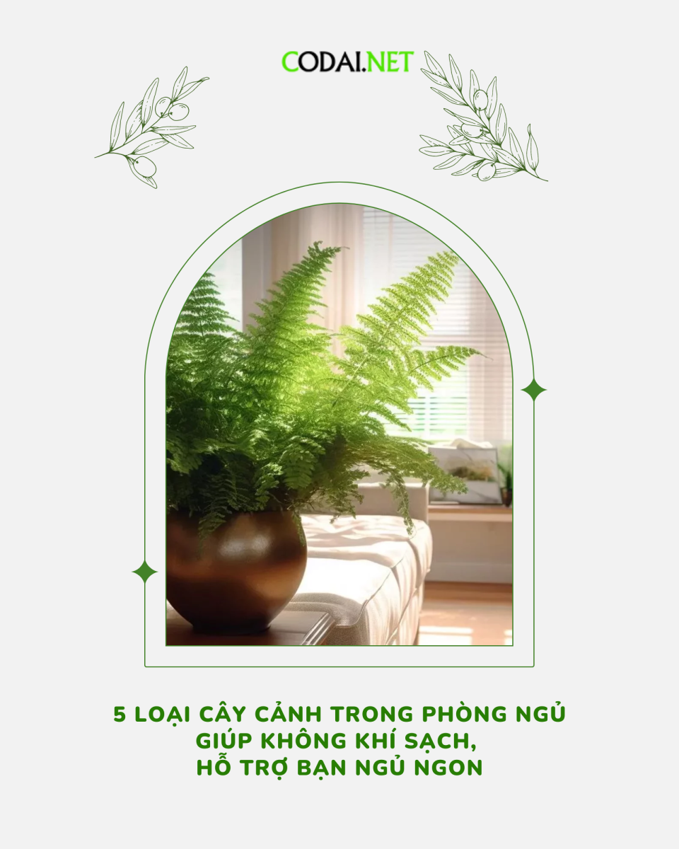 5 loại cây cảnh trong phòng ngủ giúp không khí sạch, hỗ trợ bạn ngủ ngon