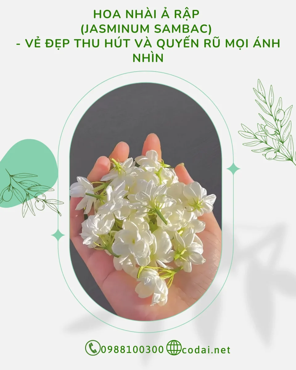 Hoa Nhài Ả Rập (Jasminum sambac) – Vẻ đẹp thu hút mọi ánh nhìn