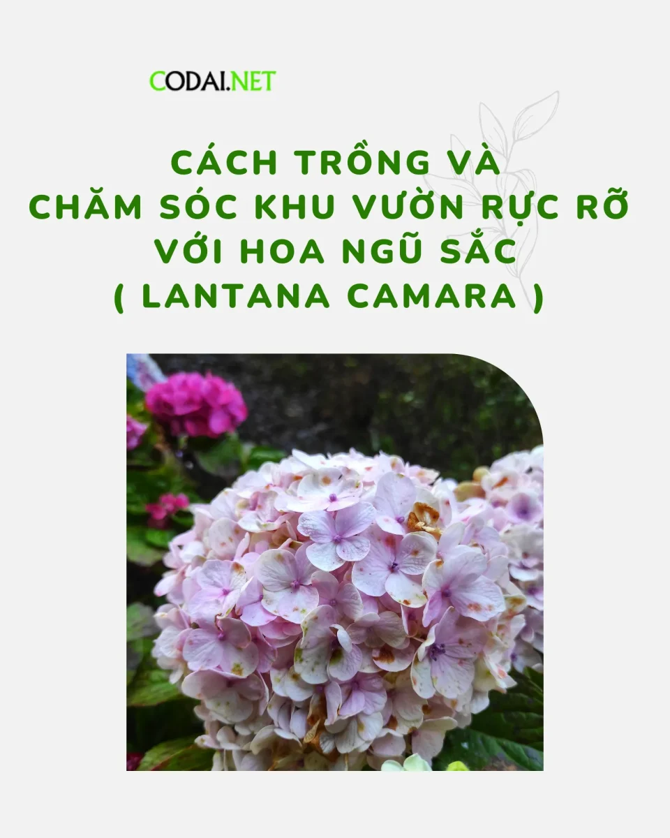 Cách trồng và chăm sóc khu vườn rực rỡ Hoa Ngũ Sắc (Lantana Camara)