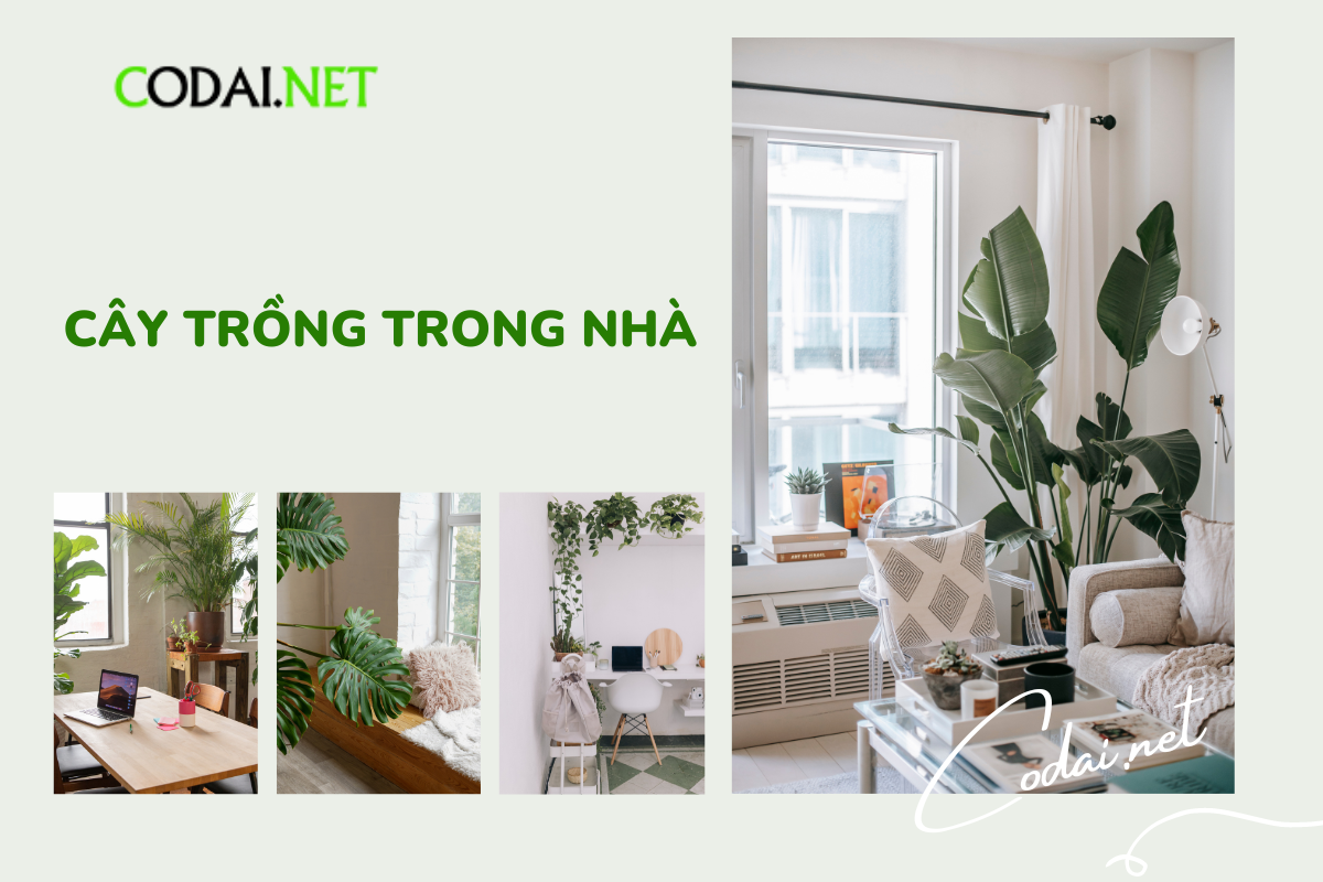 Các loại cây trong nhà giúp cải thiện chất lượng không khí