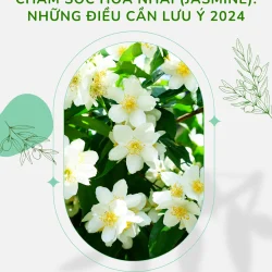 Chăm sóc hoa (Jasmine) Những điều cần lưu ý 2024