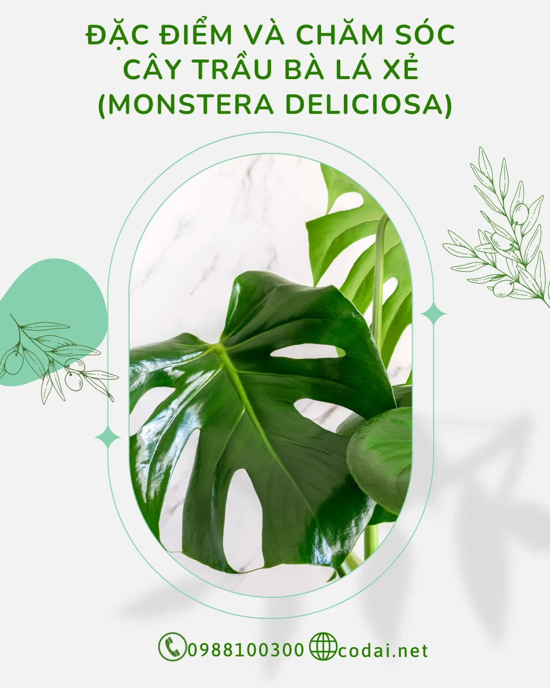 Đặc điểm và chăm sóc Cây Trầu Bà Lá Xẻ (Monstera Deliciosa) 01