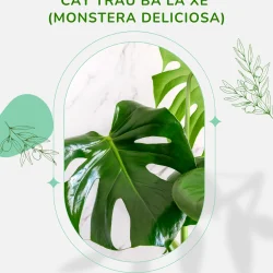Đặc điểm và chăm sóc Cây Trầu Bà Lá Xẻ (Monstera Deliciosa) 01