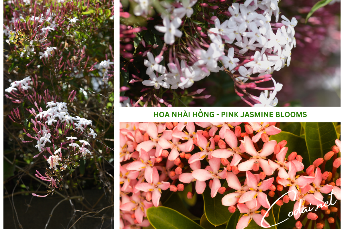 Hình ảnh về hoa Nhài Hồng (Pink Jasmine Blooms) - loài hoa khơi mở sự lãng mạn